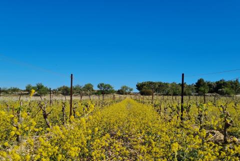 vigne de carignan avec de la moutarde