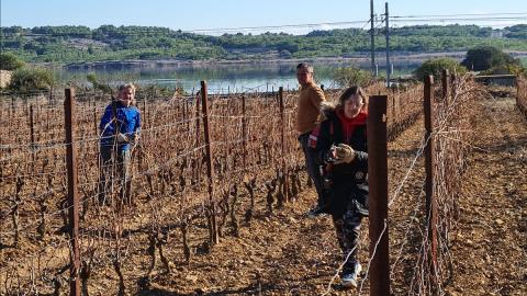 Dans les vignes