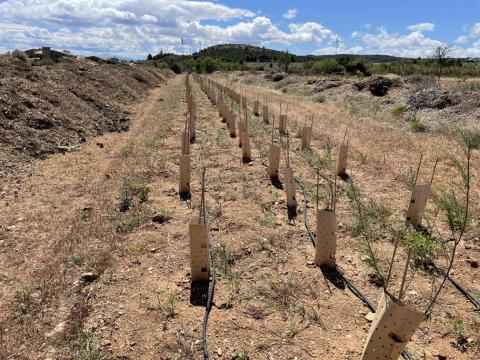 1000 arbres