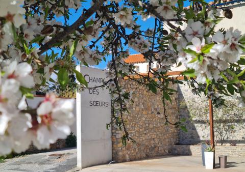 Floraison amandiers devant le domaineine